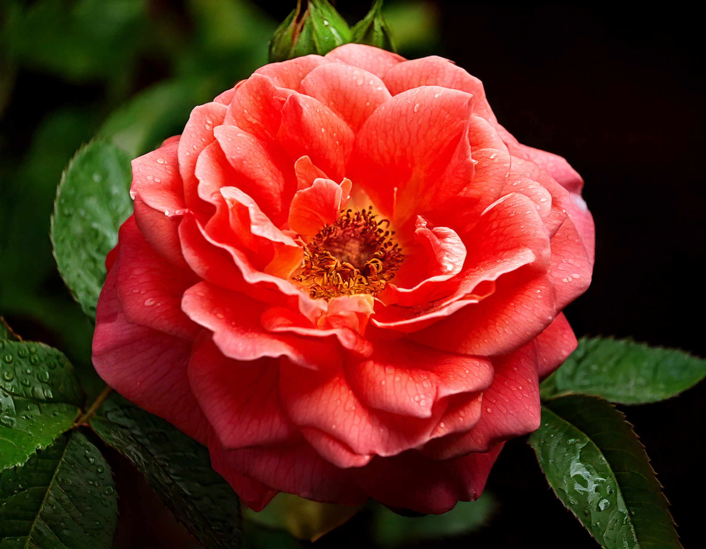 Bulgarian Rose and Oud 46603